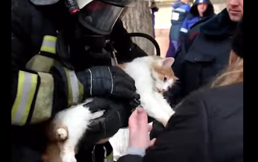 Коты спасают людей. Кот пожарный. Пожарный спасает кота. Петербургские пожарные откачали кота.