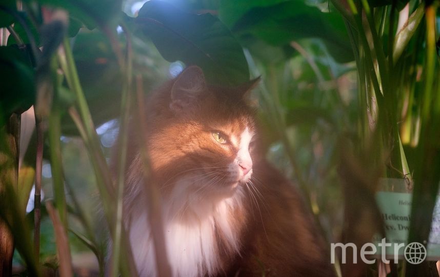 Кошки Ботанического сада. Тася любит прятаться в тропических зарослях. Фото Алена Бобрович, "Metro"