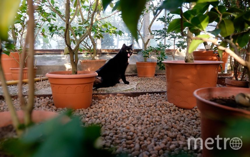 Кошки Ботанического сада. Фото Алена Бобрович, "Metro"