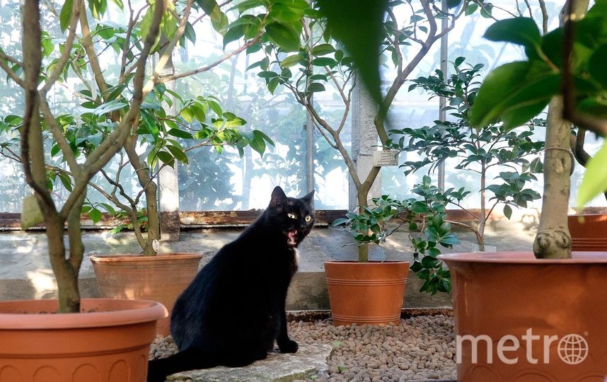 Кошки Ботанического сада. Фото Алена Бобрович, "Metro"