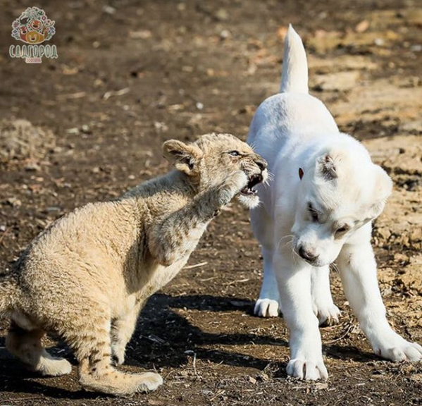 Львица Астра и овчарка Эльза. Фото Скриншот Instagram: zoopark_vl