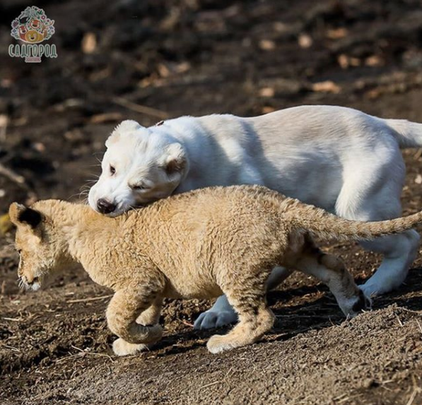 Львица Астра и овчарка Эльза. Фото Скриншот Instagram: zoopark_vl