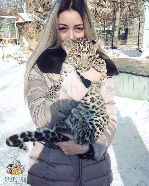 Леопард Милаша. Фото Скриншот Instagram: zoopark_vl