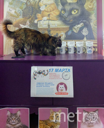 В петербургской "Республике кошек" прошли выборы. Фото Алена Бобрович, "Metro"
