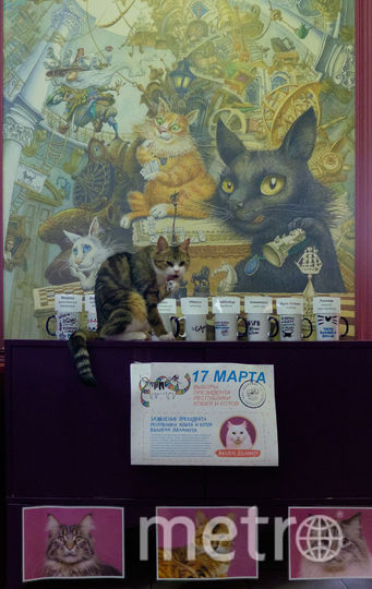В петербургской "Республике кошек" прошли выборы. Фото Алена Бобрович, "Metro"