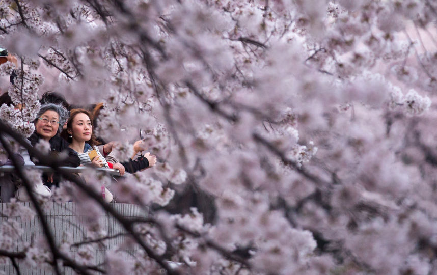 Сакура – национальный символ Японии. Фестиваль, посвященный любованию за ее цветением проходит в этой стране ежегодно. Этот период быстротечен, но его постоянно можно наблюдать в музеях. Фото Getty