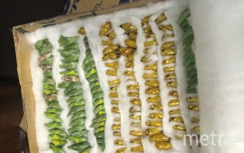 750 куколок тропических бабочек не пустили в Петербург