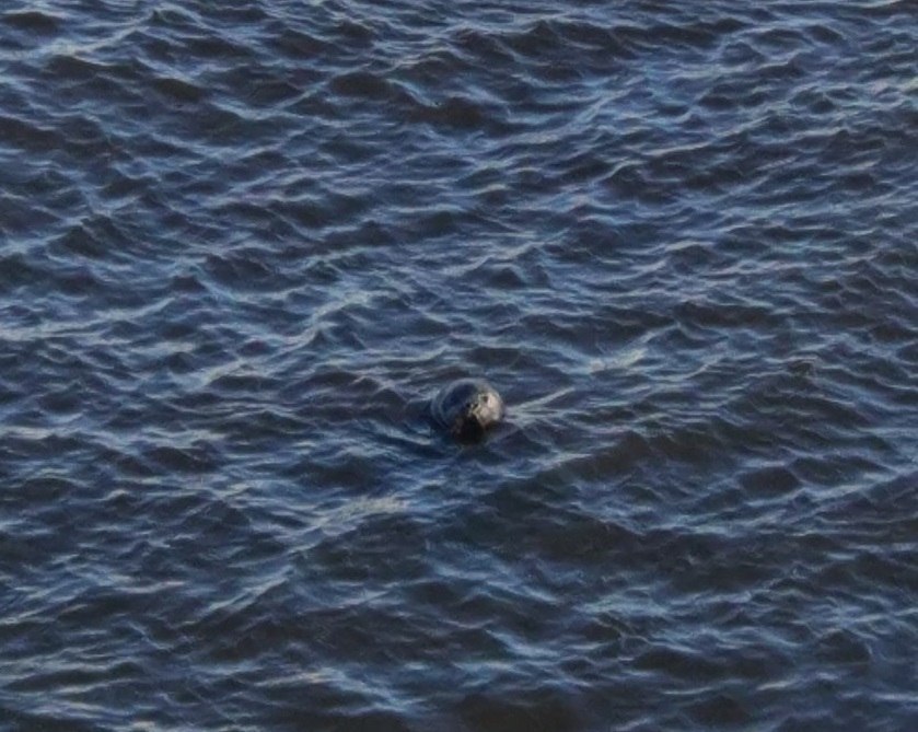 Нерпа приплыла в Петербург. Фото Спасение тюленей 699-23-99, vk.com