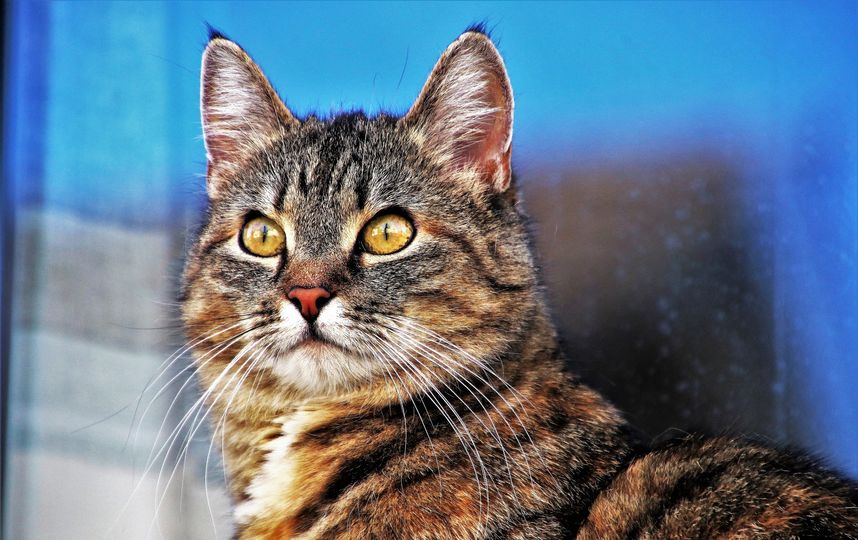 В Эрмитаже выберут горожанина, который лучше всего относится к кошкам. Фото Pixabay.com