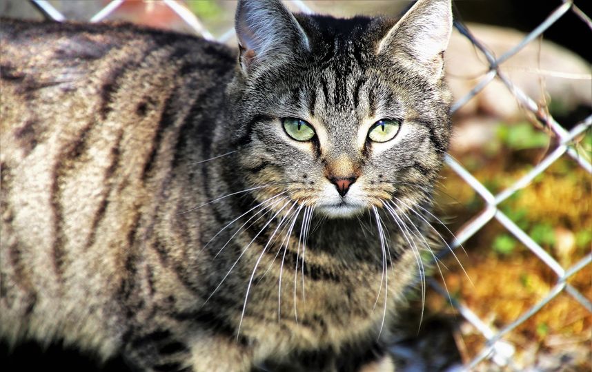 В Эрмитаже выберут горожанина, который лучше всего относится к кошкам. Фото Pixabay.com