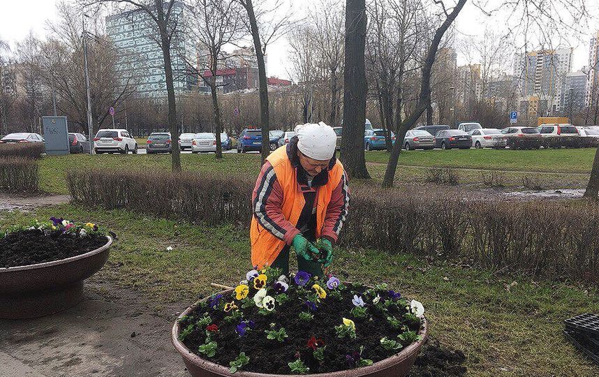 В Петербурге высаживают цветы. Фото gov.spb.ru