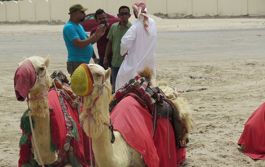 Верблюды в Катаре. Фото Станислав Купцов