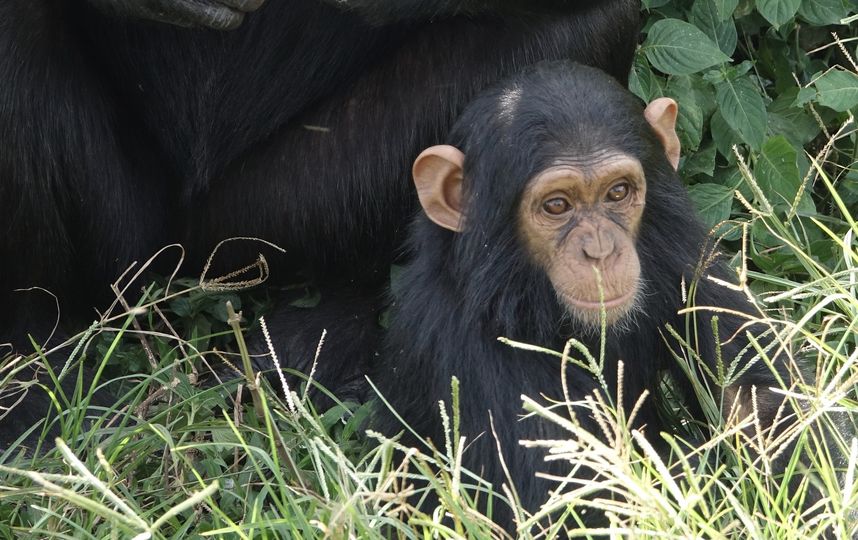 Шимпанзе. Фото Pixabay