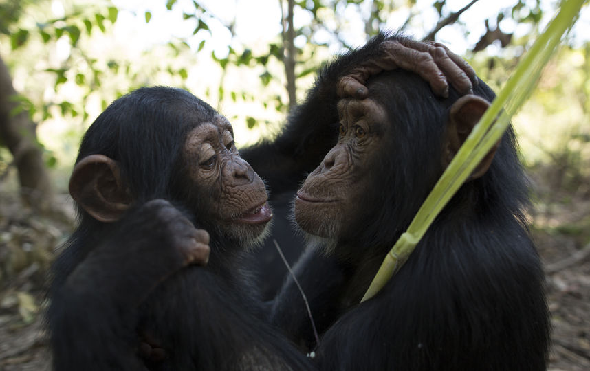 Шимпанзе. Фото Getty