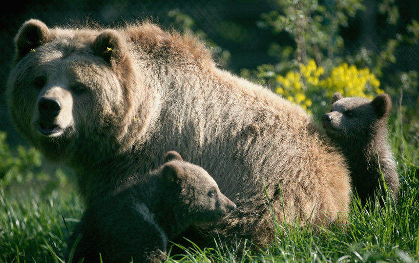 Бурый медведь. Фото Getty