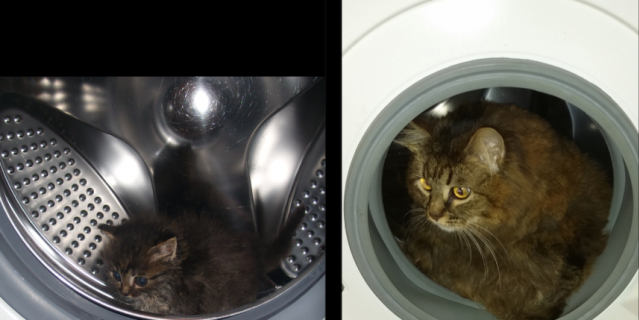 Знакомьтесь - это моя кошечка Максим. Двухнедельным котенком мама-кошка подбросила ее в сарай на даче. У нас никогда не было кошки, да мы и не собирались ее заводить, но не смогли остаться равнодушными к судьбе такой красавицы. Знакомьтесь - это моя кошечка Максим. Двухнедельным котенком мама-кошка подбросила ее в сарай на даче. У нас никогда не было кошки, да мы и не собирались ее заводить, но не смогли остаться равнодушными к судьбе такой красавицы.