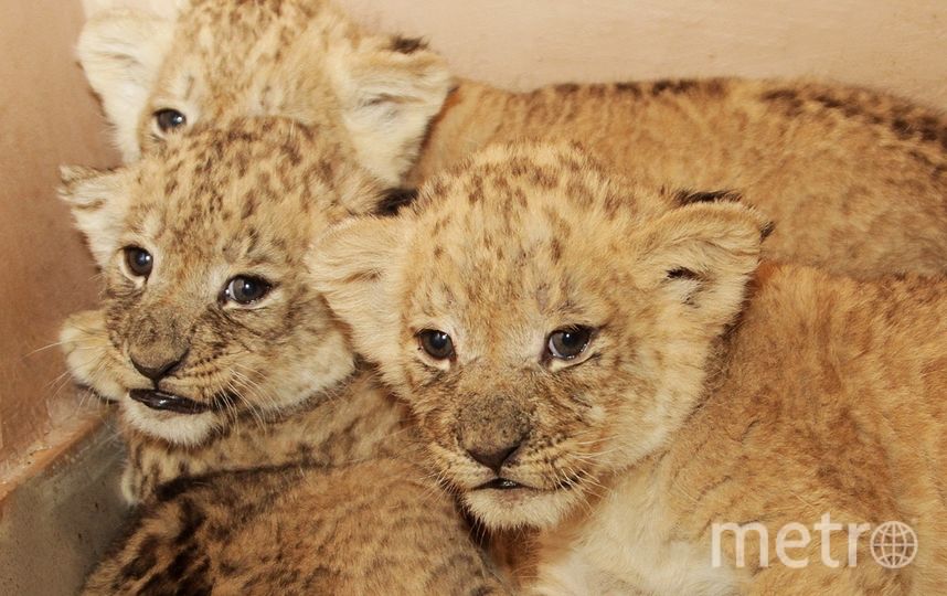 Львица Эмма из Екатеринбургского зоопарка родила пять львят
