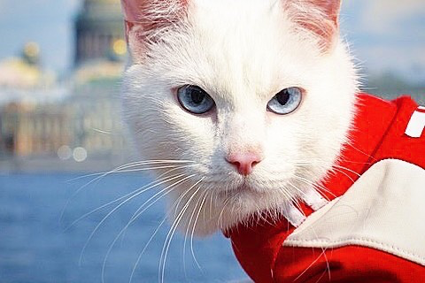 Кот Ахилл. Кот Ахилл.
