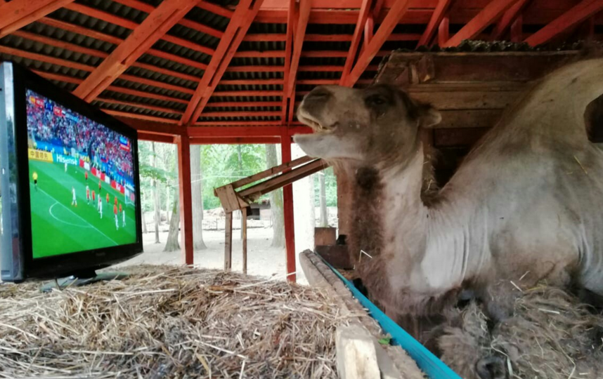 Папа верблюжонка Саламыча смотрит футбол. Фото предоставлено Геннадием Нетёкиным.