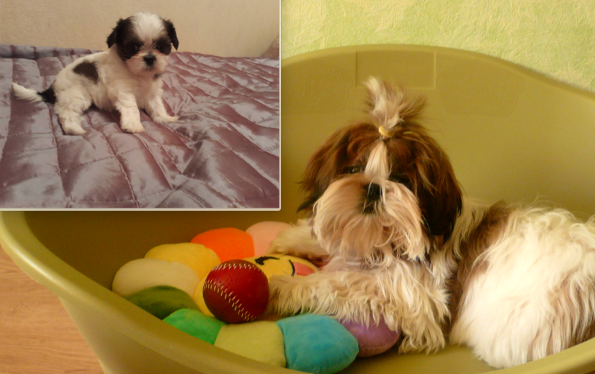 щенок ши-тцу Гарик . на фото ему 2 месяца и 6 месяцев. Фото Никандрова Ирина Михайловна