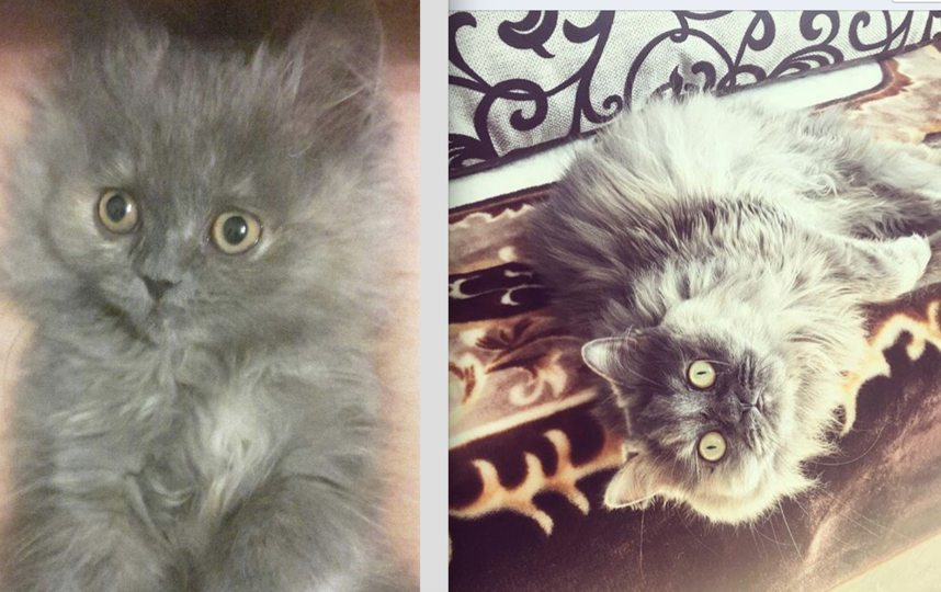 Это наша персидская кошка Шери-Маркиза или просто Орешек. Ей уже 4 года и все эти четыре года она - душа нашей семьи! . Фото Евгений Спиридонов