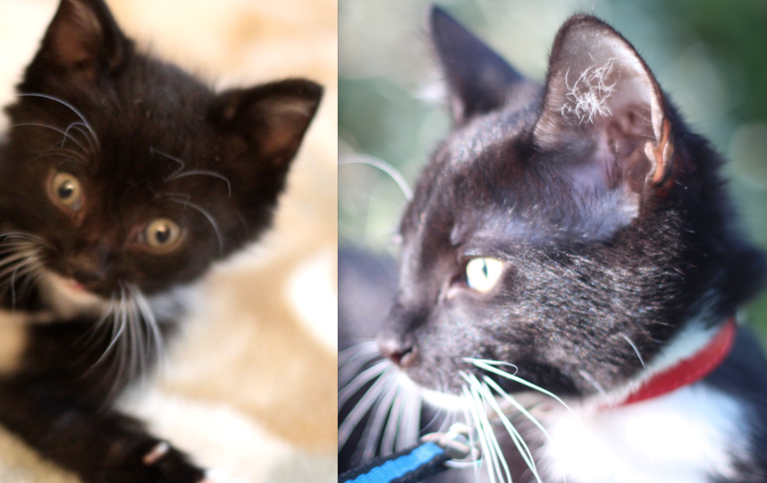 Декстер, возраст 6 месяцев. Первое фото: первый день дома (мы взяли бездомного котенка), второе фото - сейчас. Фото Пикалева Юлия Викторовна