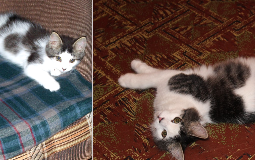 Вот фотографии нашего любимого кота в детстве и сейчас. Кота зовут Пушок, почти 2 года. Меня зовут Кригер Елена. 