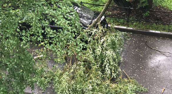 Радость или катастрофа: ливень и ветер в Петербурге сломали деревья и освежили горожан