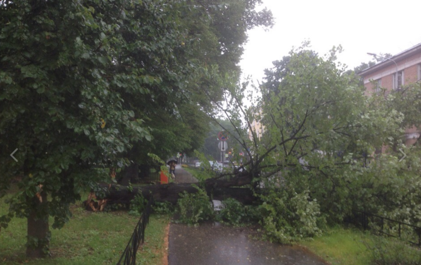 В Новом Петергофе дерево упало на дорогу. Фото https://vk.com/spb_today
