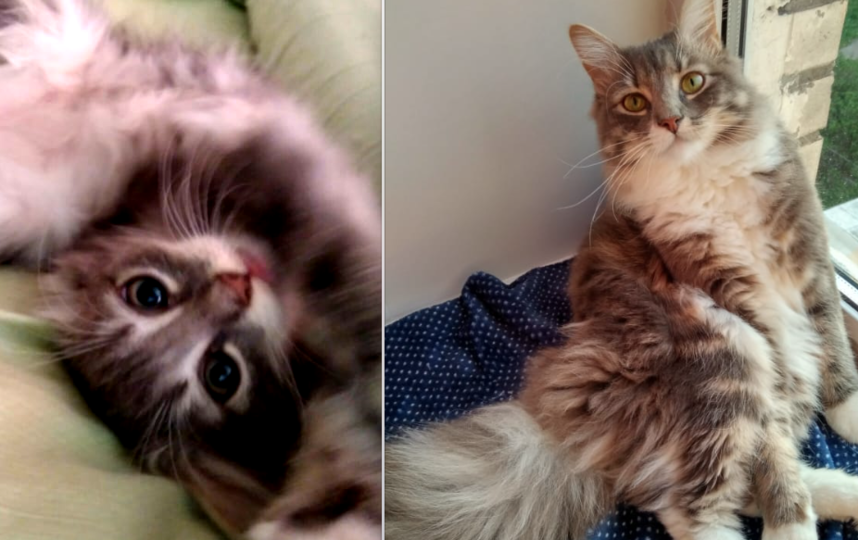 Кота зовут Кеша, он беспородный, ему сейчас около года ( на 2 фото). Фото Кисляк Полина