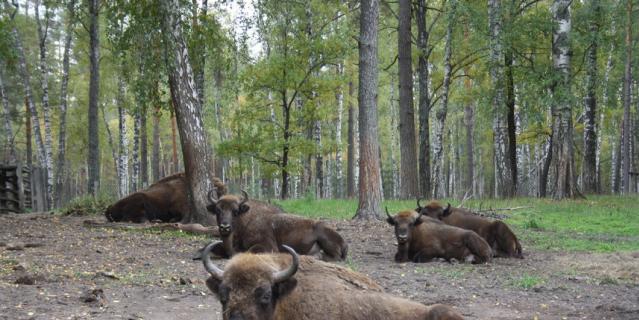 В заповеднике можно наблюдать за животными в их естественной среде. В заповеднике можно наблюдать за животными в их естественной среде.