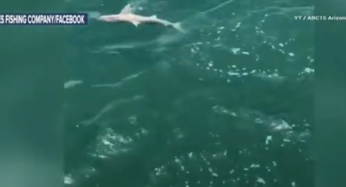 У берегов Флориды гигантская рыба проглотила акулу. Фото Все - скриншот YouTube