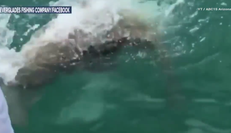 У берегов Флориды гигантская рыба проглотила акулу. Фото Все - скриншот YouTube