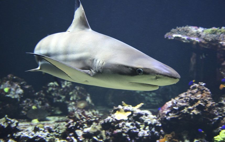 У берегов Флориды гигантская рыба проглотила акулу. Фото Pixabay.com