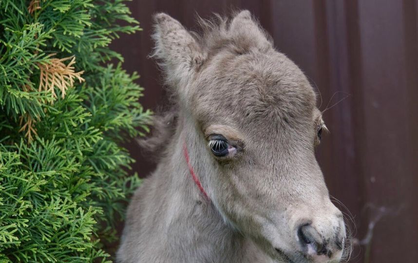 Гулливер, самый маленький в мире жеребенок миниатюрной лошади. Фото предоставлено организаторами международной конной выставки.