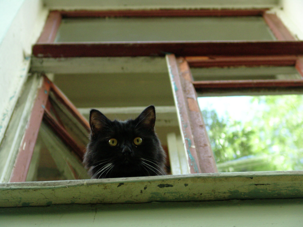 Похитительница кота Бегемота прокомментировала свой поступок. Фото РИА Новости