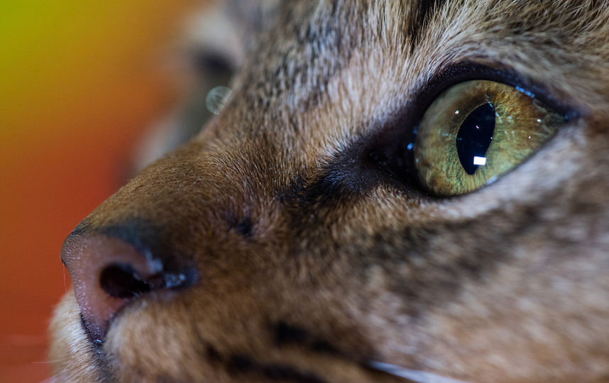 Кота из Британии посмертно наградили за спасение жизни хозяйки. Фото архивные. Фото Getty
