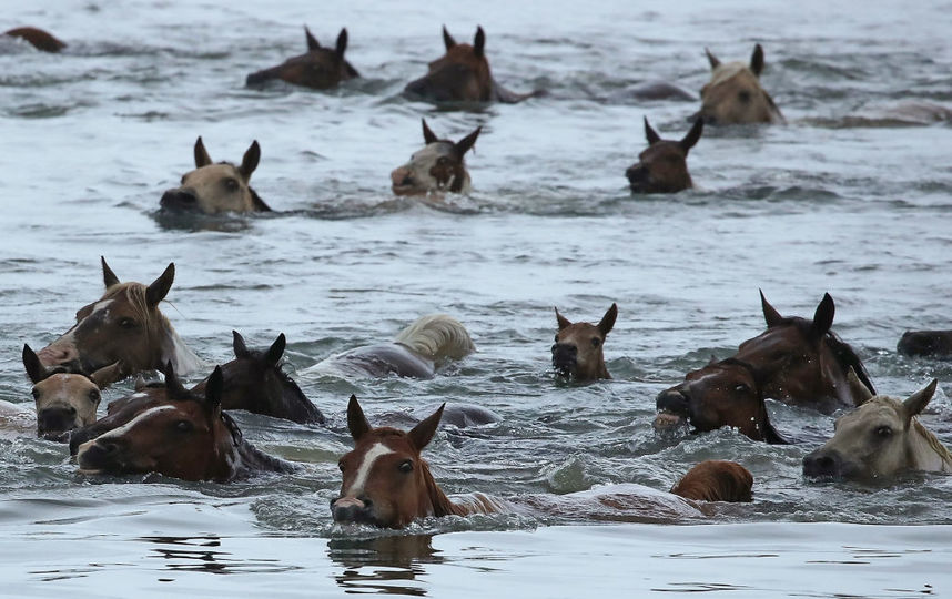 В США 120 диких пони поборолись за звание "Король Нептун". Фото Getty