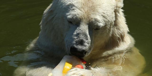 Жара в Берлине. Медведица Тоня есть лед с фруктами.