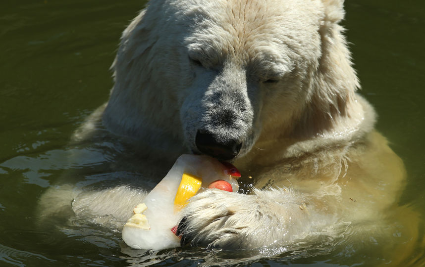 Жара в Берлине. Медведица Тоня есть лед с фруктами. Фото Getty