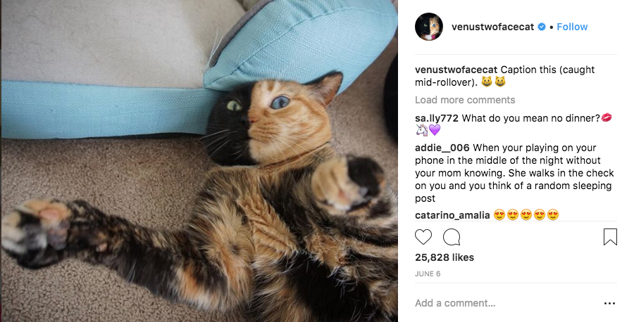 День кошек: самые известные котики Instagram'а. Фото Скриншот Instagram.