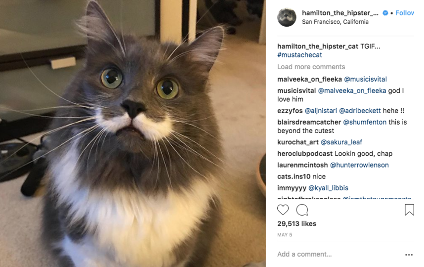День кошек: самые известные котики Instagram'а. Фото Скриншот Instagram.