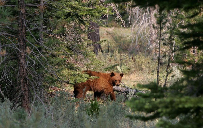 В Подмосковье растёт популяция бурого медведя. Фото Getty