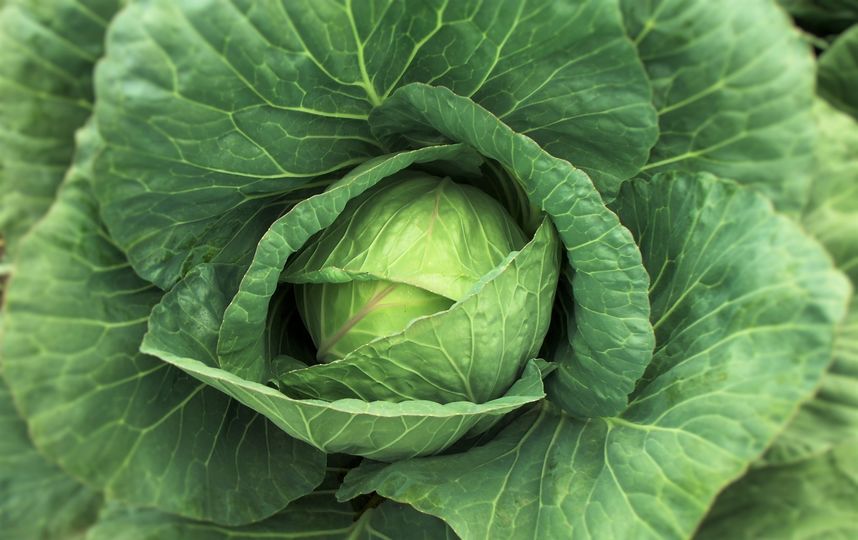 Индол-3-карбинол - вещество, вырабатываемое при употреблении в пищу белокочанной и кудрявой капусты, а также брокколи. Фото Pixabay