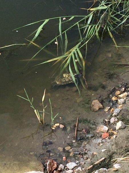 Еще одна черепаха была найдена в Приморском районе 15 августа. Фото vk.com/sosedi_kvartala, vk.com