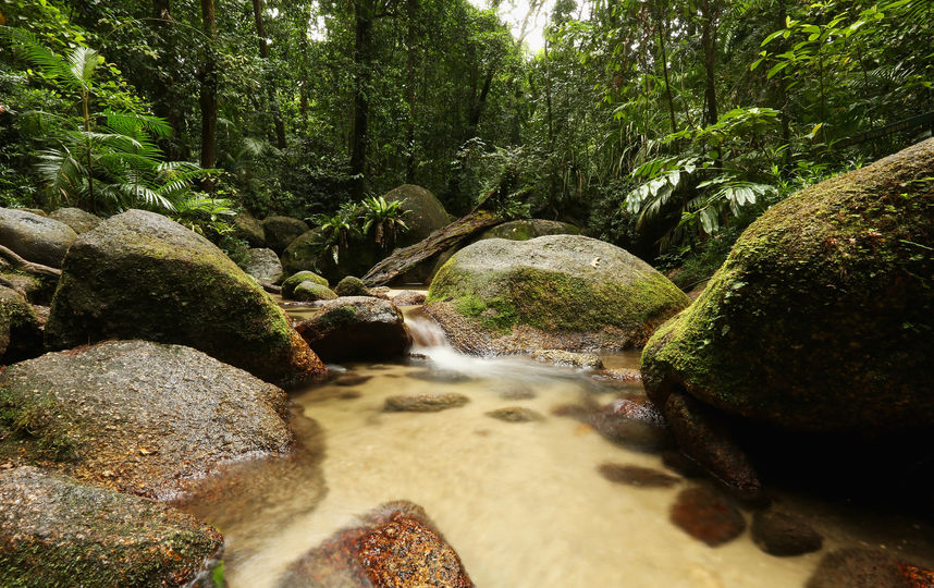Джунгли Австралии. Фото Getty