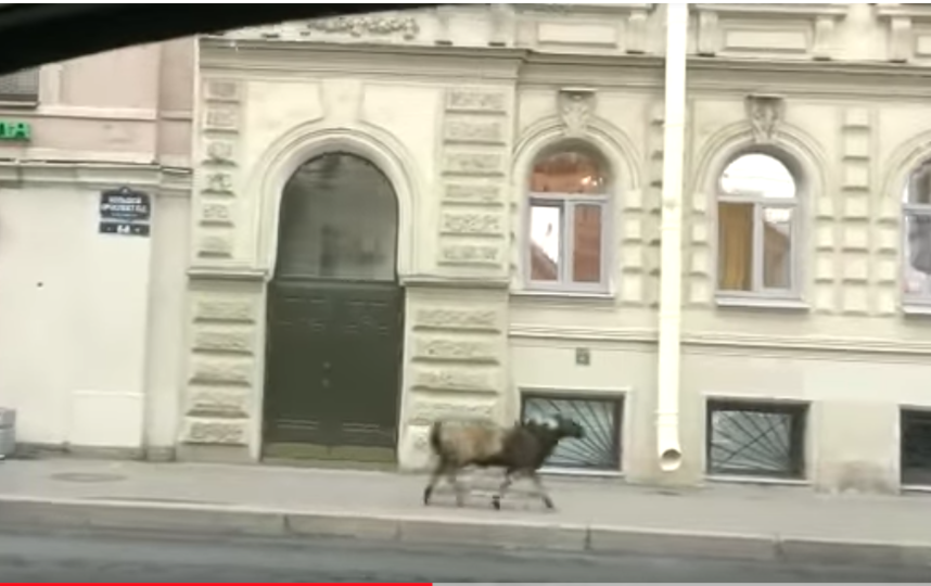 Баран бежал по тротуару 21 августа. Фото  YouTube / Alex Sher, Скриншот Youtube