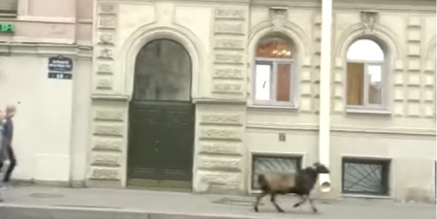 Воспитанного барана заметили на Петроградской стороне в Петербурге: видео