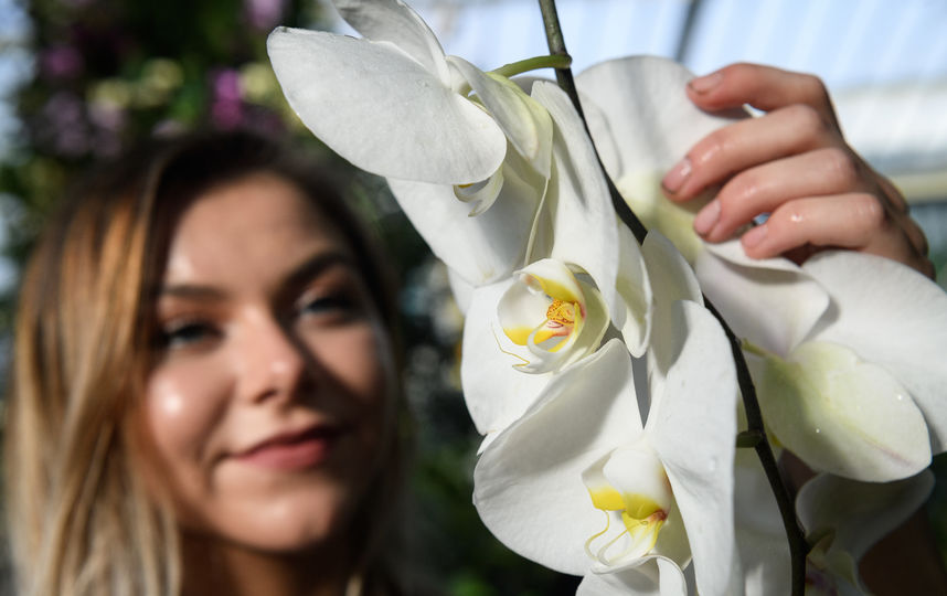 Орхидеи. Фото Getty
