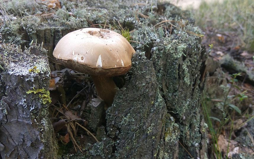 Фото предоставлено Владиславом Бояркиным.